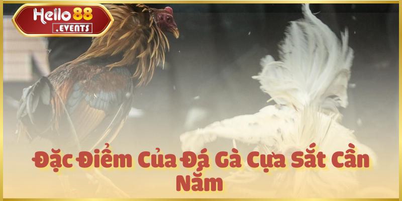 Đá gà cựa sắt – Trận đấu kịch tính, hấp dẫn nhất Hello88 3 Đặc Điểm Của Đá Gà Cựa Sắt Cần Nắm