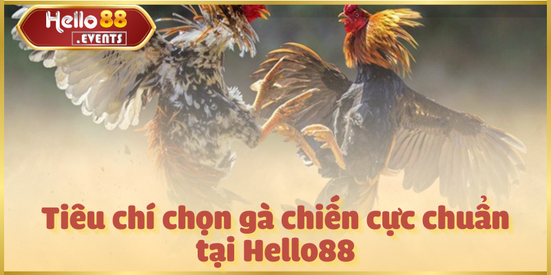 Đá gà cựa sắt – Trận đấu kịch tính, hấp dẫn nhất Hello88 4 Tiêu chí chọn gà chiến cực chuẩn tại Hello88