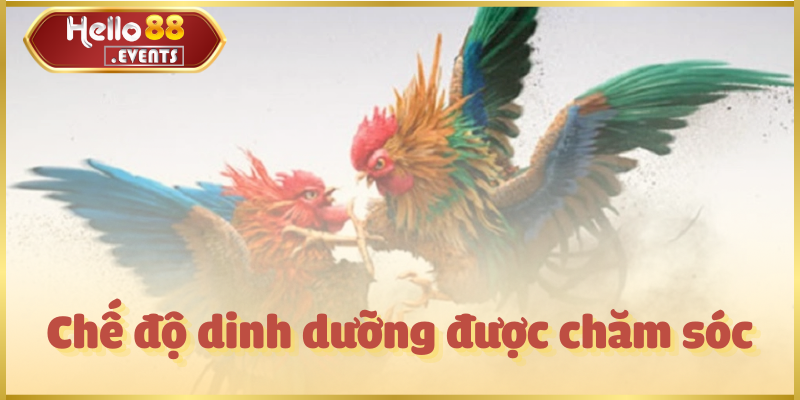 Đá gà cựa sắt – Trận đấu kịch tính, hấp dẫn nhất Hello88 5 Chế độ dinh dưỡng được chăm sóc