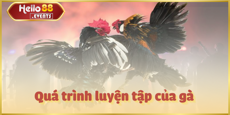Đá gà cựa sắt – Trận đấu kịch tính, hấp dẫn nhất Hello88 6 Quá trình luyện tập của gà