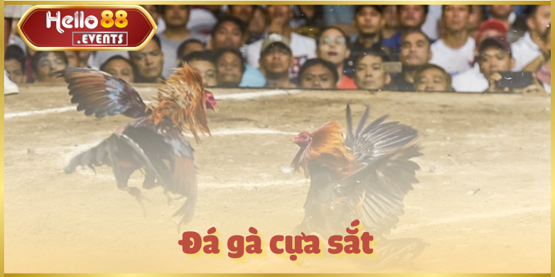 Đá gà cựa sắt – Trận đấu kịch tính, hấp dẫn nhất Hello88