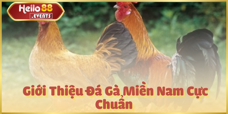 Đá gà Miền Nam Hello88 – Kinh nghiệm, luật chơi và chiến kê hay 2 Giới Thiệu Đá Gà Miền Nam Cực Chuẩn