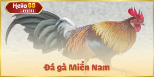 Đá gà Miền Nam Hello88 – Kinh nghiệm, luật chơi và chiến kê hay