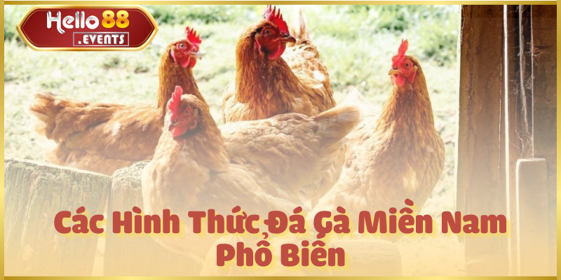 Đá gà Miền Nam Hello88 – Kinh nghiệm, luật chơi và chiến kê hay 4 Các Hình Thức Đá Gà Miền Nam Phổ Biến