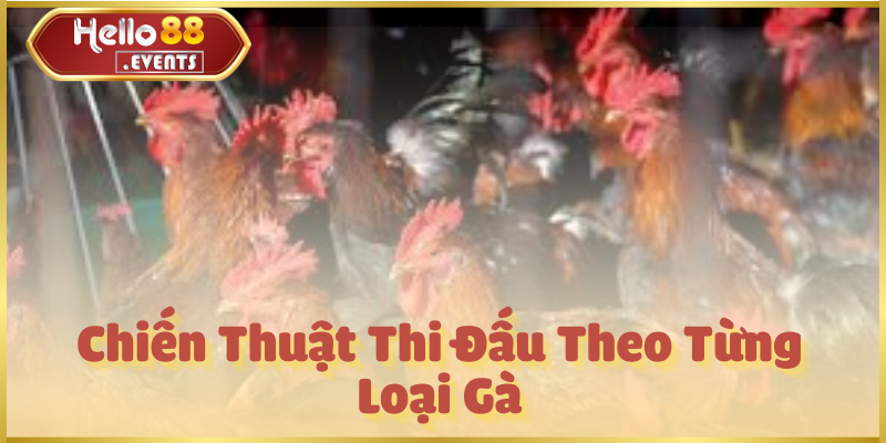 Đá gà Miền Nam Hello88 – Kinh nghiệm, luật chơi và chiến kê hay 6 Chiến Thuật Thi Đấu Theo Từng Loại Gà